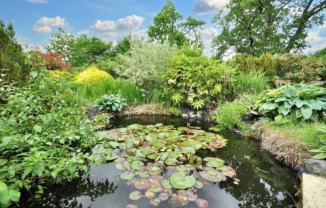 Pond
